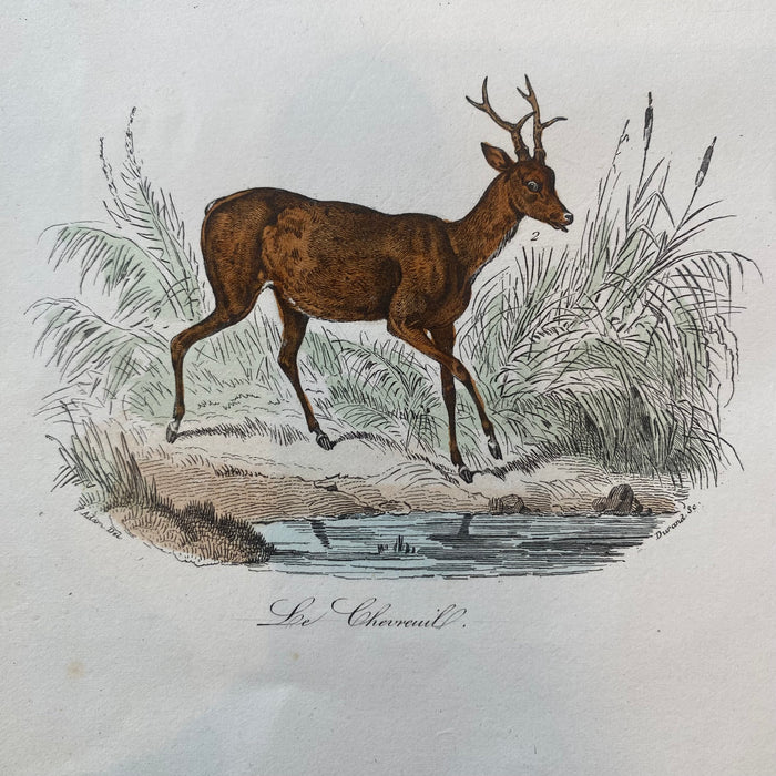 French Antique 18th Century "Le Daiml" Deer Engraving Hand Colored Signed Artwork