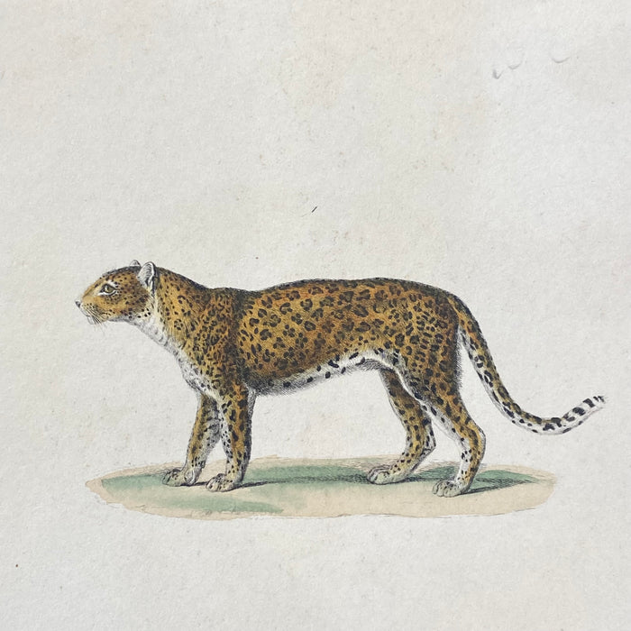 French Antique 18th Century "La Panther" Animal Engraving Hand Colored Signed Artwork