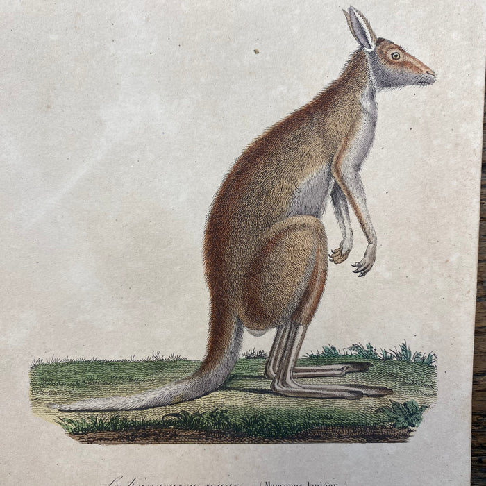 French Antique 18th Century "Le Kangourou Rouge" Kangaroo Engraving Hand Colored Artwork