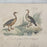 French Antique 18th Century “L’Oie de Guinee” Bird Engraving Hand Colored Signed Artwork