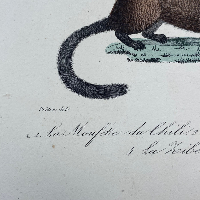 French Antique 18th Century "La Moufette du Chili" Animal Engraving Hand Colored Signed Artwork