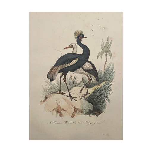 French Antique 18th Century Bird Engraving Hand Colored Signed Artwork