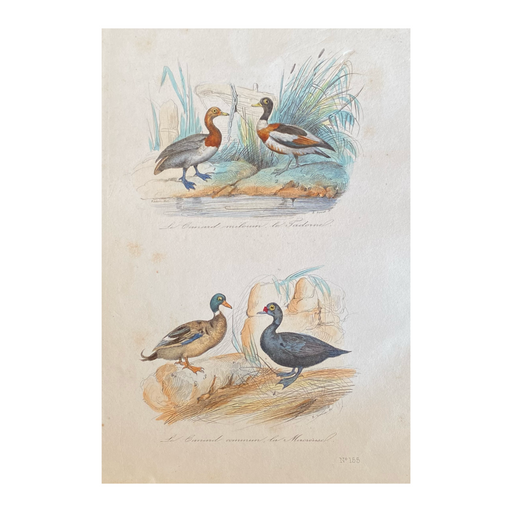 French Antique 18th Century “Le Canard” Bird Engraving Hand Colored Artwork
