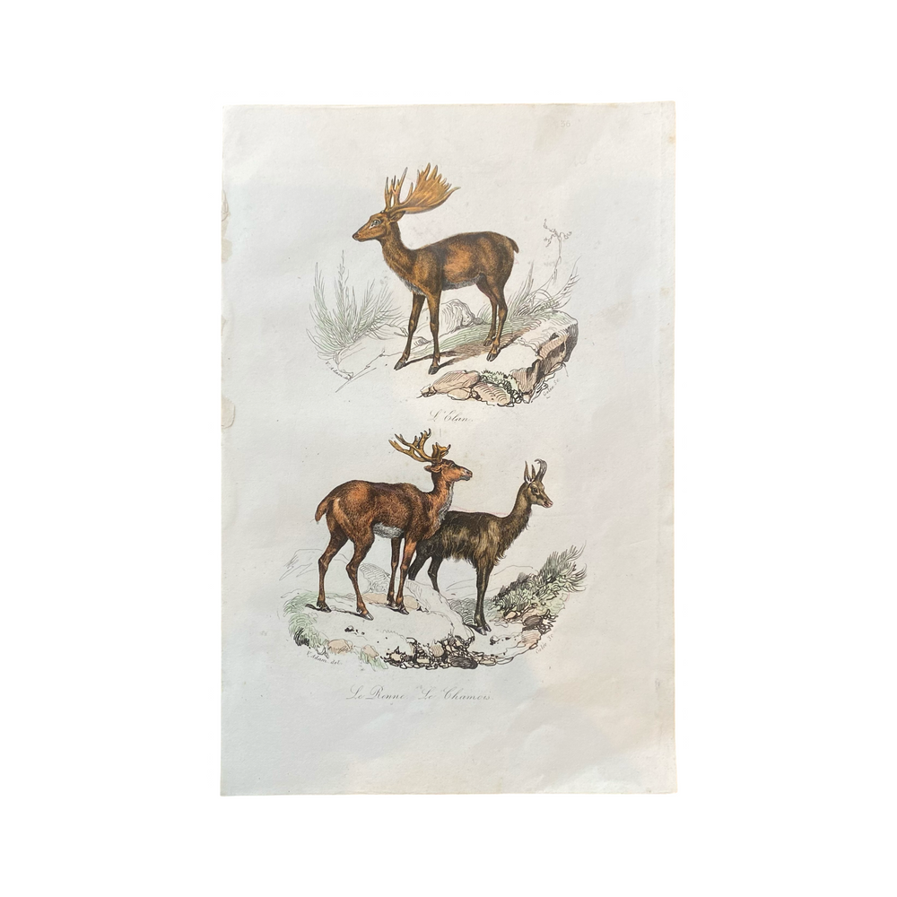 French Antique 18th Century "Le Renne" Reindeer Animal Engraving Hand Colored Signed Artwork