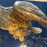 French Carved Gold Gilt Eagle Chandelier Museum Quality
