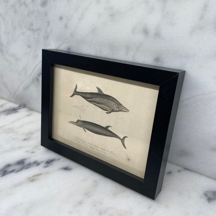 French Antique 18th Century Dolphin Engraving Hand Colored Artwork