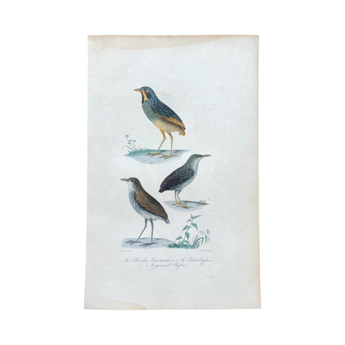 French Antique 18th Century "Le Roi des Fourmiliers" Bird Engraving Hand Colored Signed Artwork