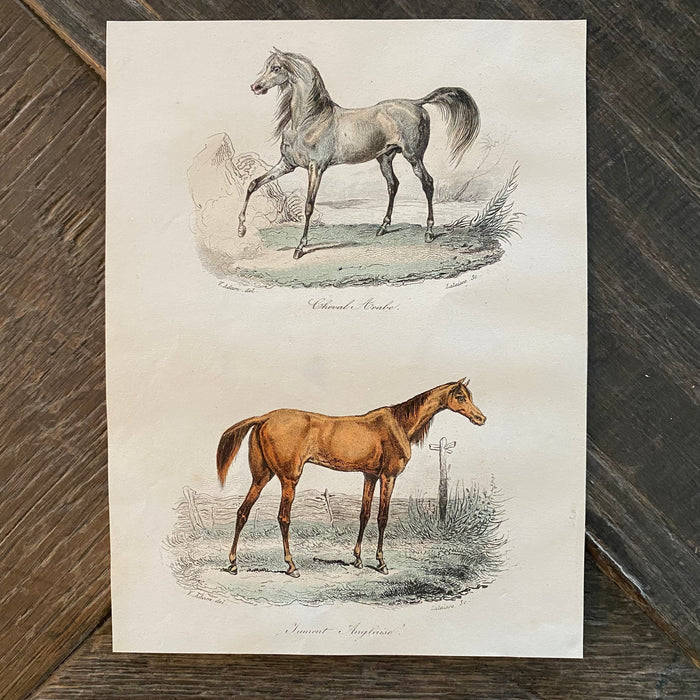 French Antique 18th Century Equestrian Engraving Hand Colored Signed Artwork