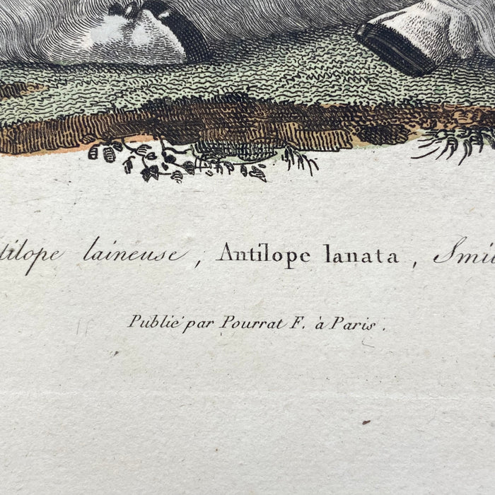 French Antique 18th Century "Antilope Laineuse" Antelope Engraving Hand Colored Artwork