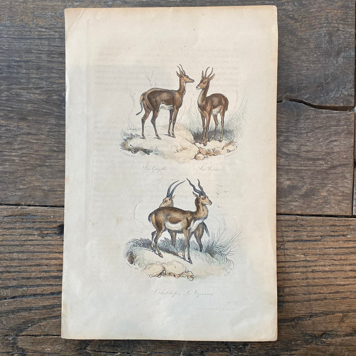 French Antique 18th Century "La Gazelle" Engraving Hand Colored Signed Artwork