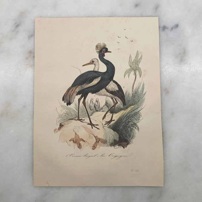 French Antique 18th Century Bird Engraving Hand Colored Signed Artwork