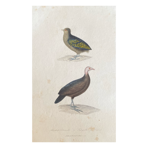 French Antique 18th Century Bird Engraving Hand Colored Signed Artwork