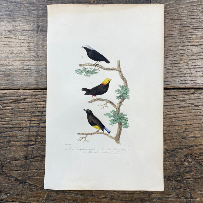 French Antique 18th Century Bird Engraving Hand Colored Signed Artwork