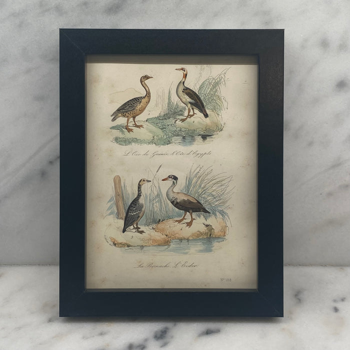 French Antique 18th Century “L’Oie de Guinee” Bird Engraving Hand Colored Signed Artwork