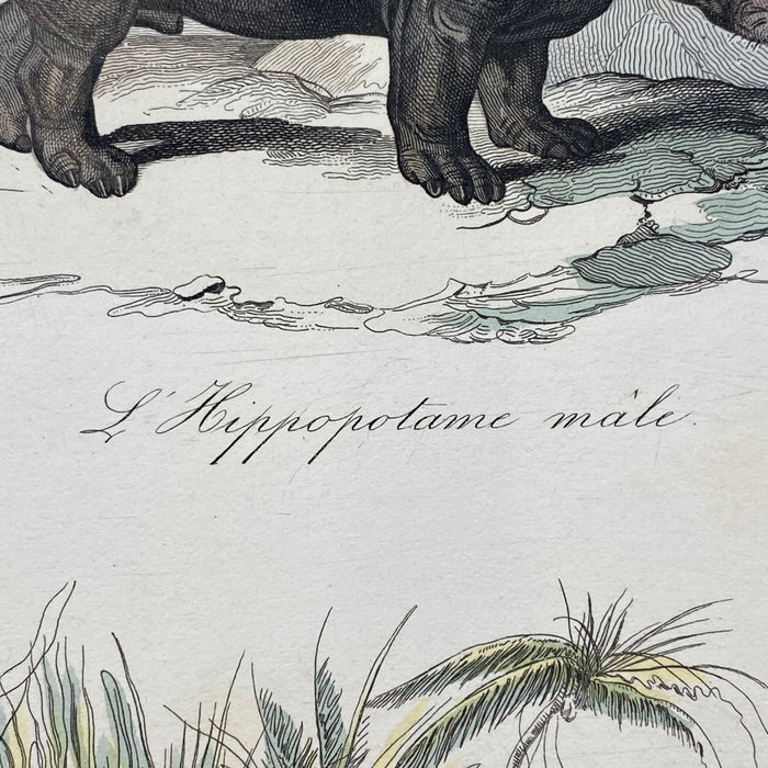 French Antique 18th Century "L'Hippopotame Male" Hippopotamus Engraving Hand Colored Signed Artwork