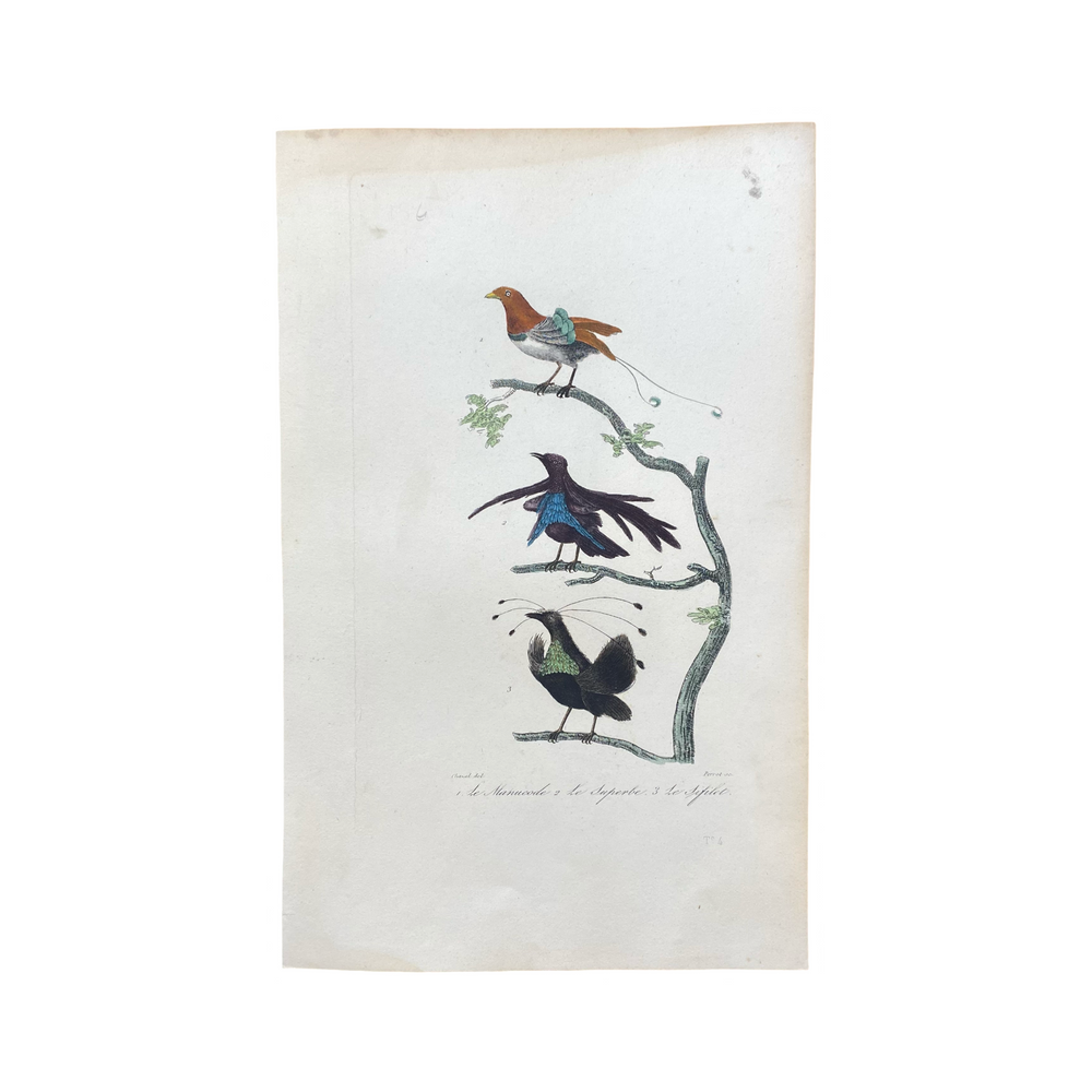 French Antique 18th Century "Le Manucode" Bird Engraving Hand Colored Signed Artwork