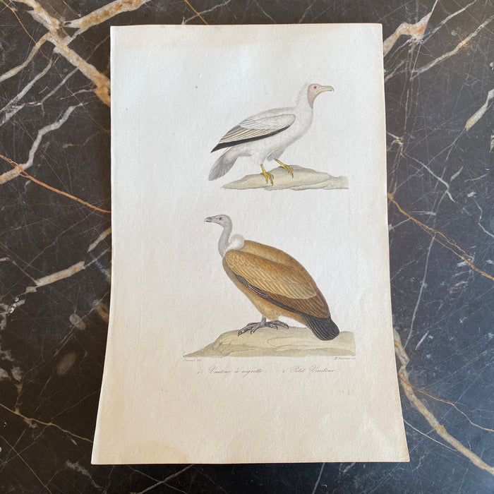 French Antique 18th Century “Vautour” Bird Engraving Hand Colored Artwork