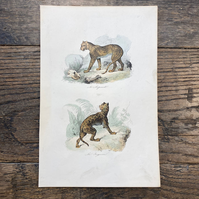 French Antique 18th Century "Le Leopard" Animal Engraving Hand Colored Signed Artwork