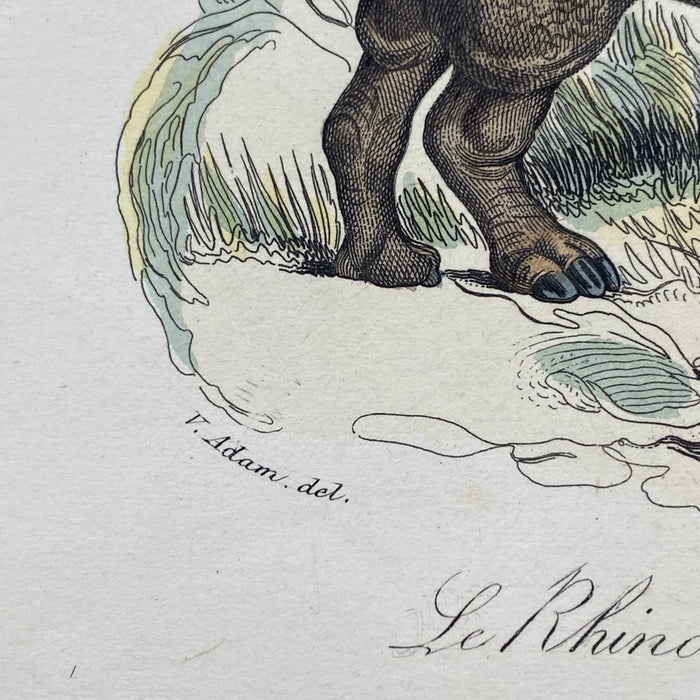 French Antique 18th Century "L'Hippopotame Male" Hippopotamus Engraving Hand Colored Signed Artwork