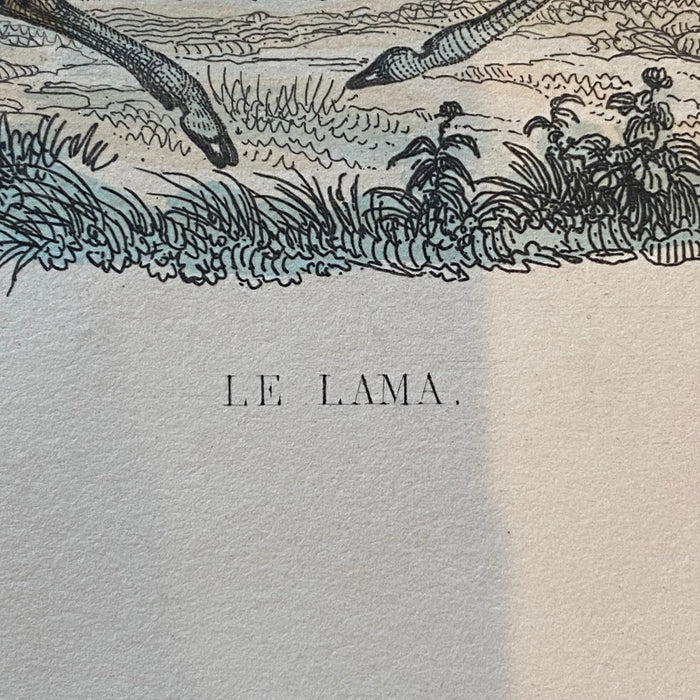 French Antique 18th Century "Le Lama" Animal Engraving Hand Colored Signed Artwork