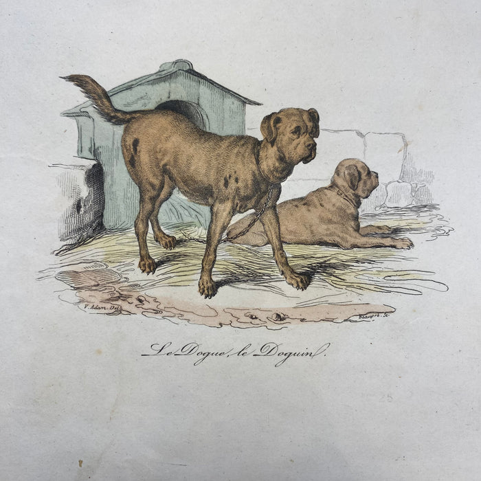 French Antique 18th Century "Le Chion de Berger" Dog Engraving Hand Colored Signed Artwork