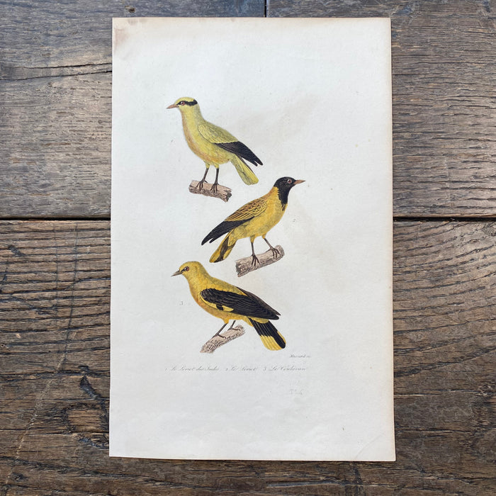 French Antique 18th Century "Le Loriot de Indes" Bird Engraving Hand Colored Signed Artwork