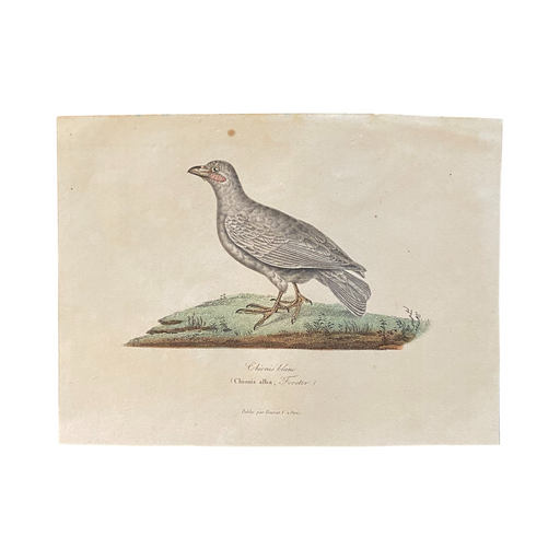 French Antique 18th Century “Chionis Alba” Bird Engraving Hand Colored Artwork