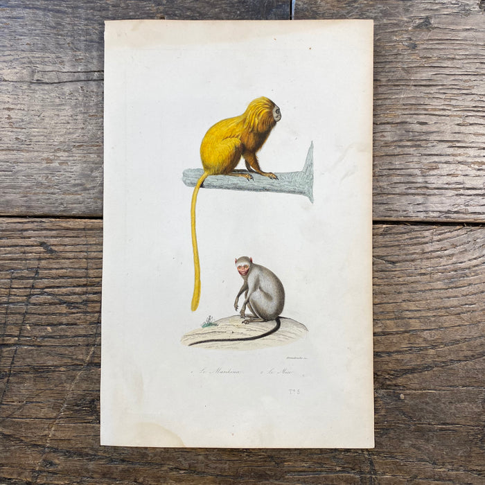 French Antique 18th Century "Le Marikina" Monkey Animal Engraving Hand Colored Signed Artwork