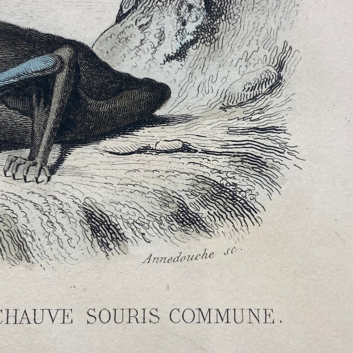 French Antique 18th Century "La Chauve Souris Fer-De-Lance" Bat Engraving Hand Colored Signed Artwork