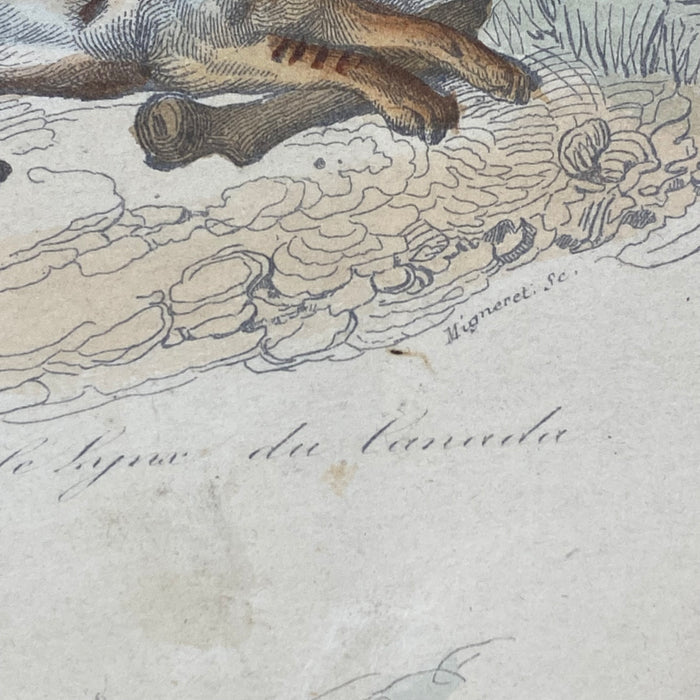 French Antique 18th Century "Le Caracal" Animal Engraving Hand Colored Signed Artwork