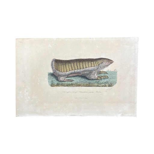 French Antique 18th Century "Chlamyphorus Tronque" Animal Engraving Hand Colored Artwork