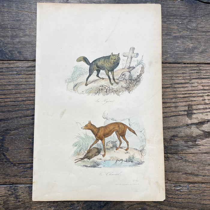 French Antique 18th Century "La Hyena" Animal Engraving Hand Colored Signed Artwork