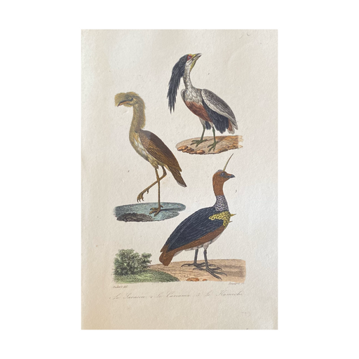 French Antique 18th Century Bird Engraving Hand Colored Artwork