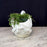 Painted Stone Swan Planter