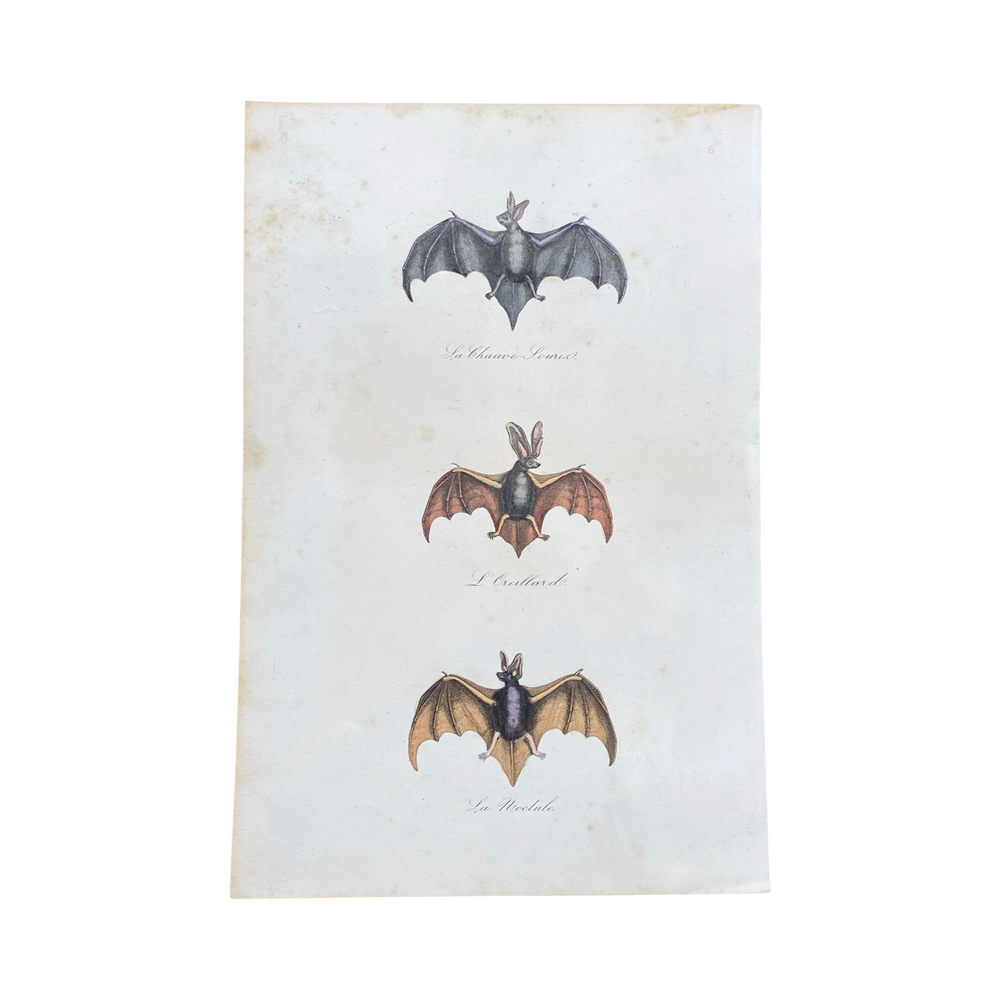 French Antique 18th Century "La Chauve" Bat Engraving Hand Colored Artwork