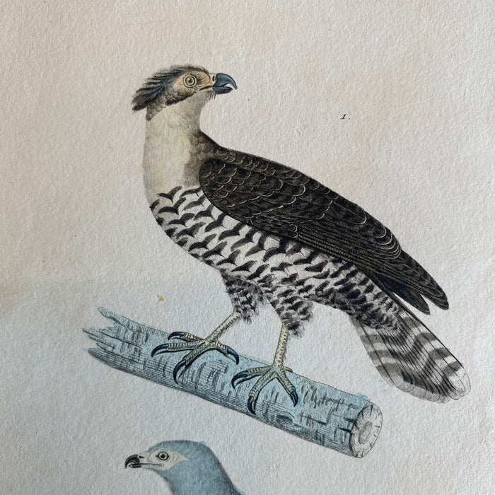 French Antique 18th Century “Publie par Pourrat F. a Paris” Bird Engraving Hand Colored Artwork