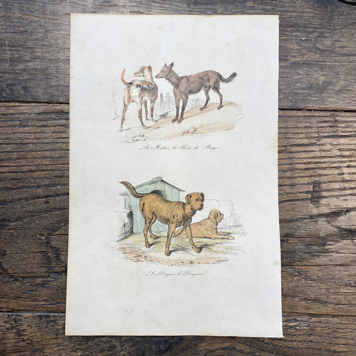 French Antique 18th Century "Le Chion de Berger" Dog Engraving Hand Colored Signed Artwork