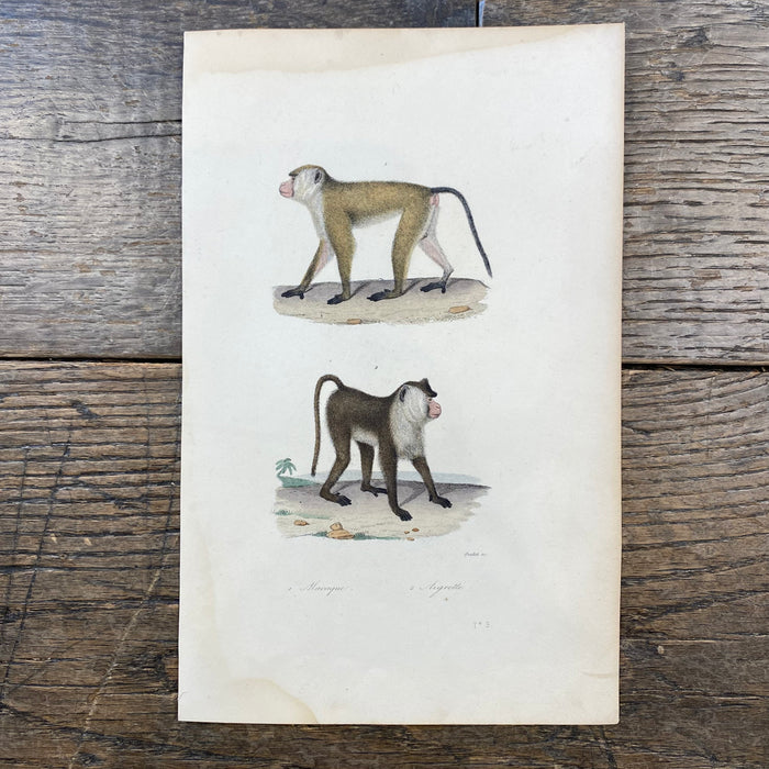 French Antique 18th Century "Macaque" Monkey Animal Engraving Hand Colored Signed Artwork