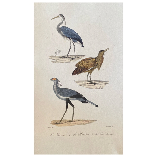 French Antique 18th Century “Le Heron” Bird Engraving Hand Colored Artwork