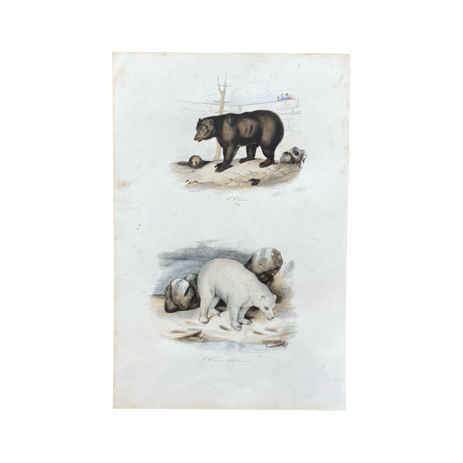 French Antique 18th Century "L'Ours" Bear Engraving Hand Colored Signed Artwork