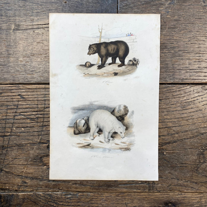 French Antique 18th Century "L'Ours" Bear Engraving Hand Colored Signed Artwork