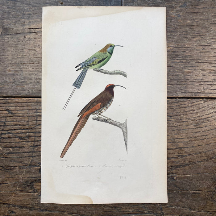 French Antique 18th Century "Guepier a Gorge Bleue" Bird Engraving Hand Colored Signed Artwork