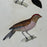 French Antique 18th Century "Le Bengali" Bird Engraving Hand Colored Artwork