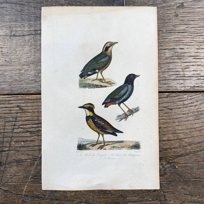 French Antique 18th Century "La Biere" Bird Engraving Hand Colored Signed Artwork