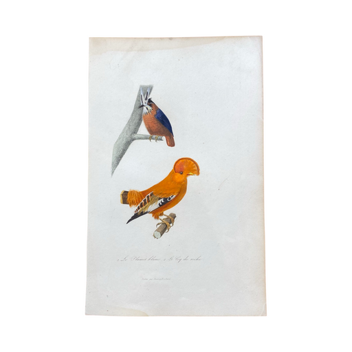 French Antique 18th Century "Le Plumer Blanc" Bird Engraving Hand Colored Artwork