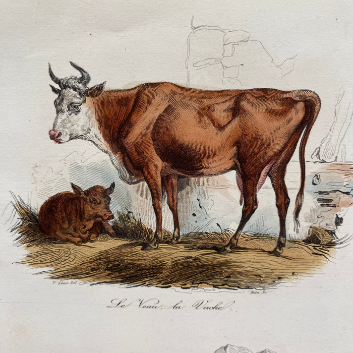 French Antique 18th Century Cow and Sheep Engraving Hand Colored Signed Artwork