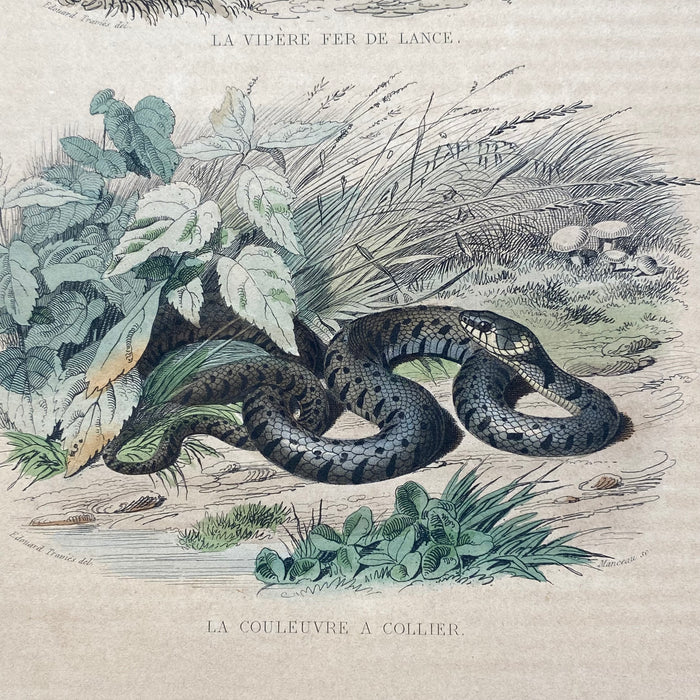 French Antique 18th Century "La Vipere Fer de Lance" Snake Engraving Hand Colored Signed Artwork