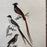 French Antique 18th Century Bird Engraving Hand Colored Signed Artwork