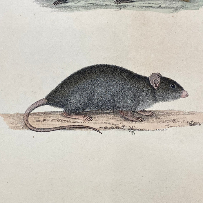 French Antique 18th Century "Le Rat" Animal Engraving Hand Colored Artwork