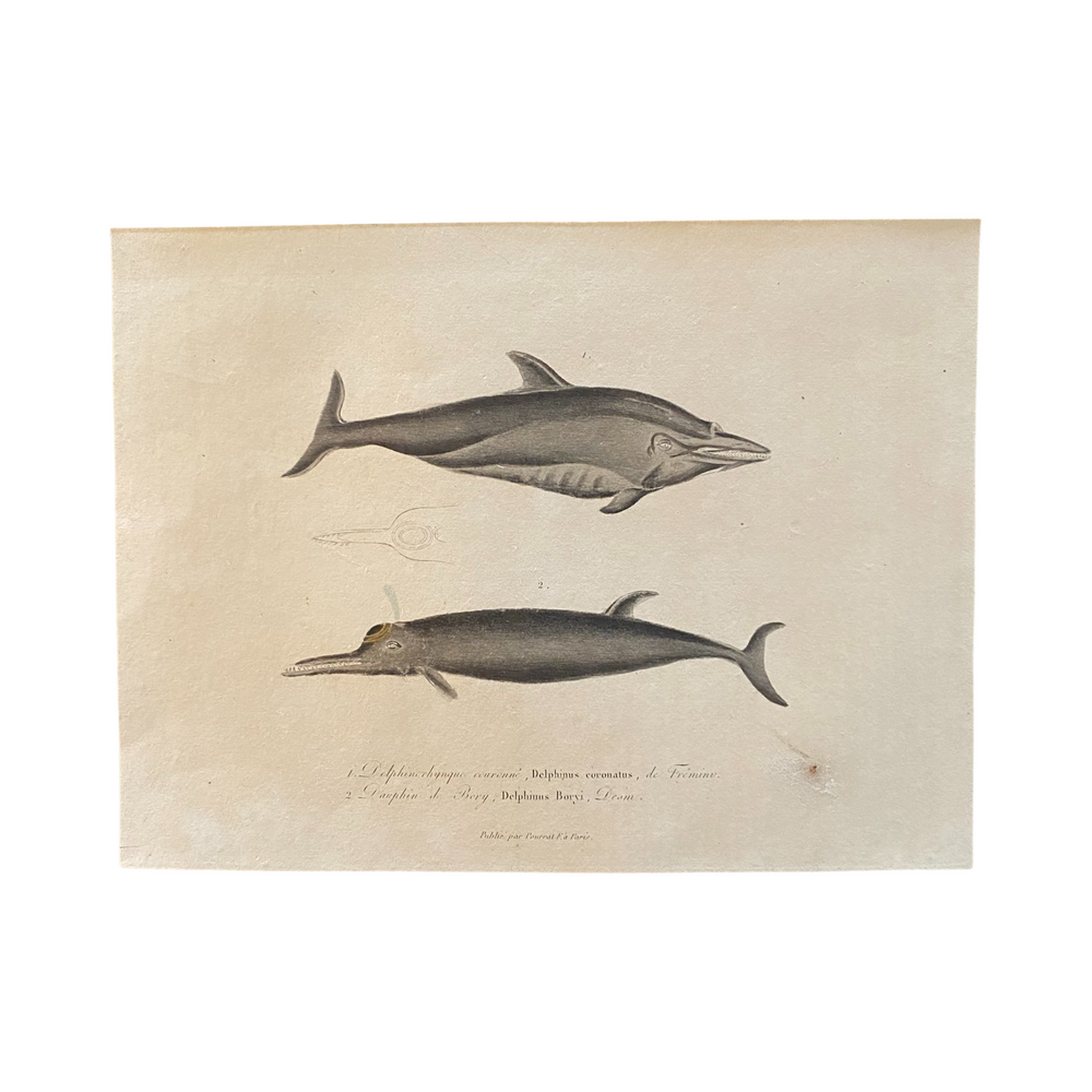 French Antique 18th Century Dolphin Engraving Hand Colored Artwork